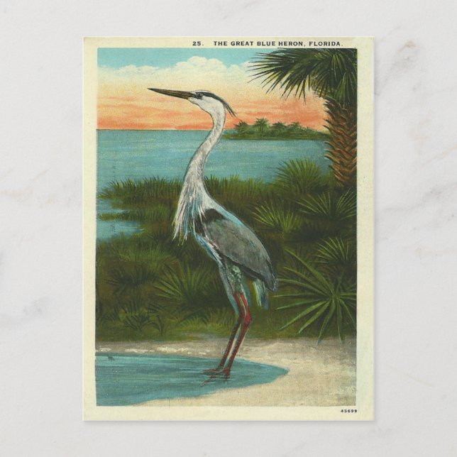 Vintage Blue Heron Florida Vykort (Framsida)