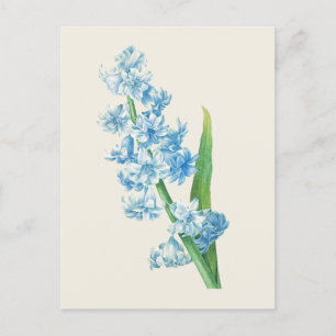 Vintage Blue Hyacinth Botanical Illustration Vykort