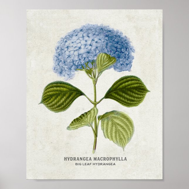 Vintage Blue Hydrangea Botanical Poster (Framsidan)