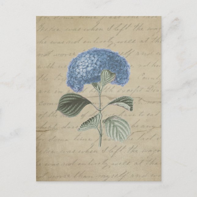 Vintage Blue Hydrangea med antikkalligrafi Vykort (Framsida)