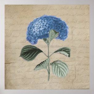 Vintage Blue Hydrangea på Old Parchment Poster