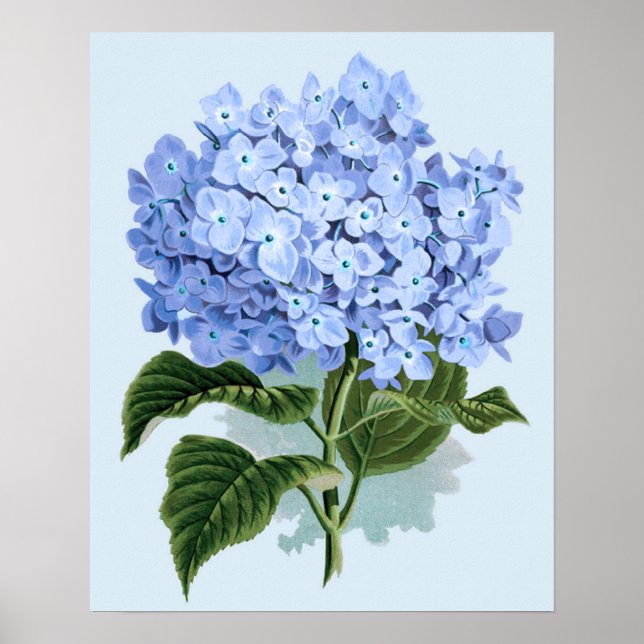 Vintage Blue Hydrangea Poster (Framsidan)