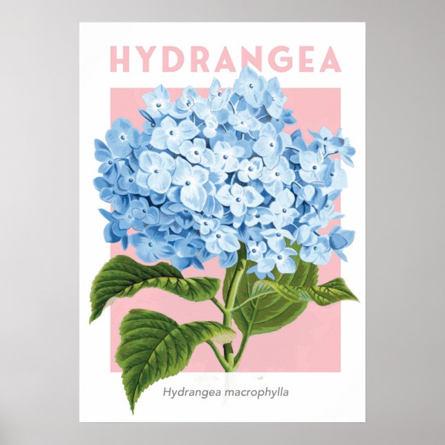 Vintage Blue Hydrangea Poster (Framsidan)