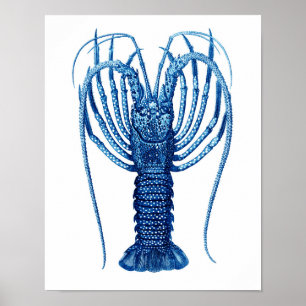 Vintage Blue Lobster Natural History Art Print#12 Poster