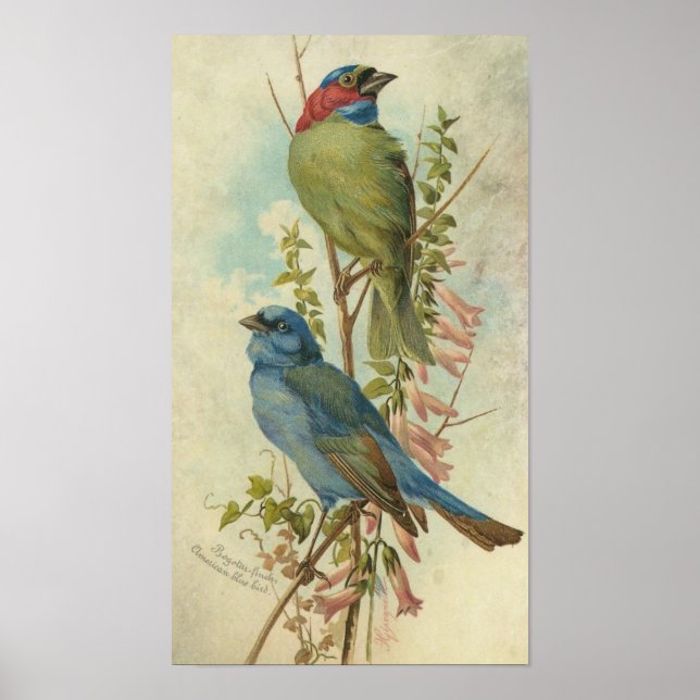 Vintage Blue och Grönt Birds Poster (Framsidan)
