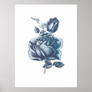 Vintage Blue Ro Teckning Poster