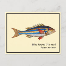 Vintage Blue Stripe Gilt-head Fish Painting