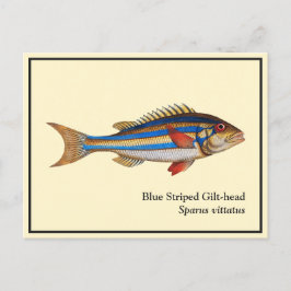 Vintage Blue Stripe Gilt-head Fish Painting Vykort