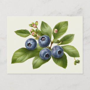Vintage Blueberry Fruit Illustration Vykort