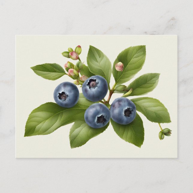 Vintage Blueberry Fruit Illustration Vykort (Framsida)
