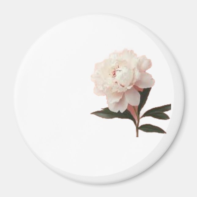 Vintage Blush Rosa Pionblomma Foto Magnet (Framsidan)