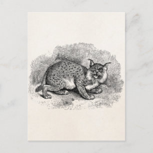 Vintage Bobcat 1800-talets Bob Cat Lynx Illustrati Vykort