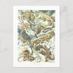Vintage Bok Illustration Lizards Vykort