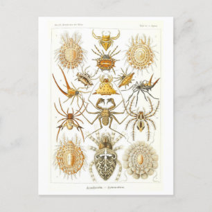 Vintage Bok Illustration Spiders Vykort