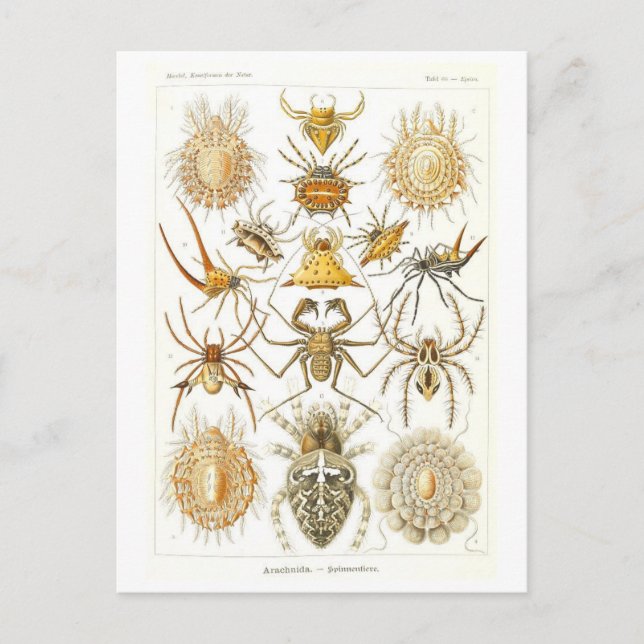 Vintage Bok Illustration Spiders Vykort (Framsida)