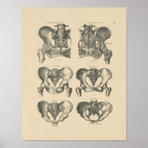 Vintage Bones Anatomy 1880 Print Poster