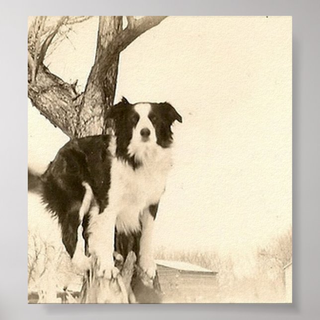 Vintage Border Collie Poster (Framsidan)