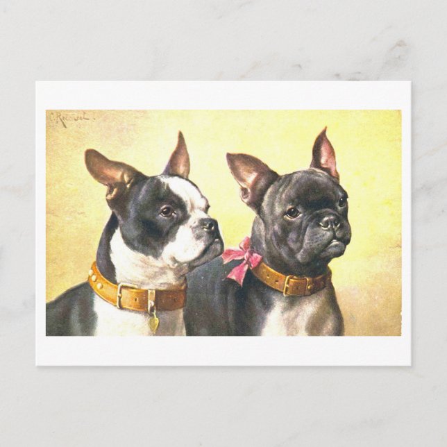 Vintage Boston Terrier Vykort (Framsida)