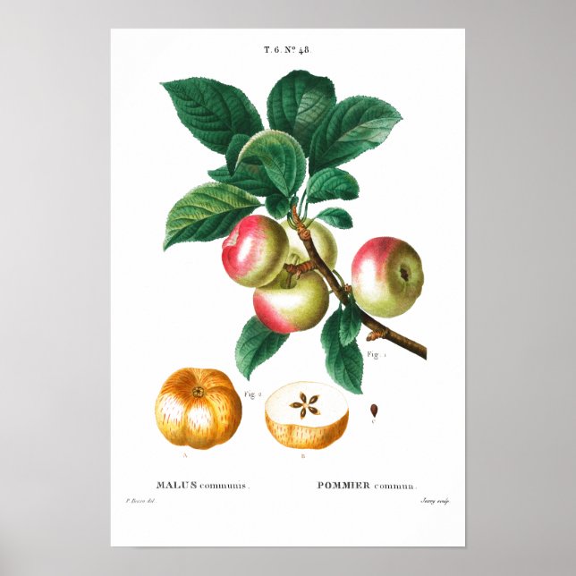VINTAGE BOTANICAL APPLES REDOUTÉ POSTER (Framsidan)