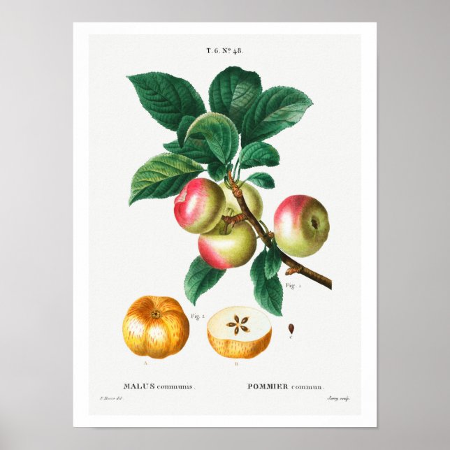 VINTAGE BOTANICAL APPLES REDOUTÉ POSTER (Framsidan)