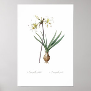 VINTAGE BOTANICAL BELLADONNA LILY POSTER