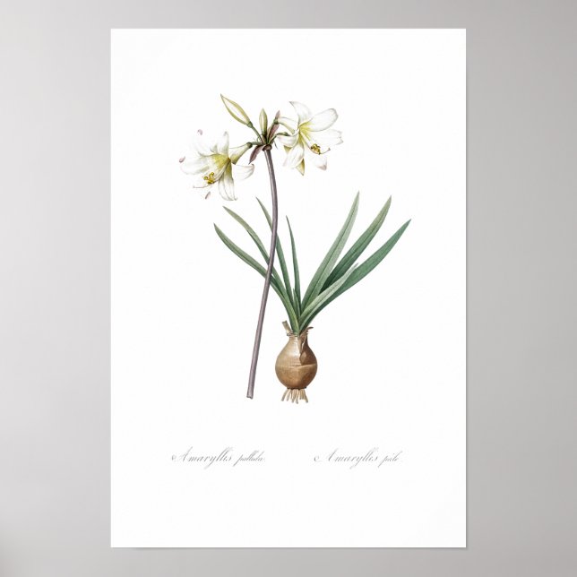 VINTAGE BOTANICAL BELLADONNA LILY POSTER (Framsidan)
