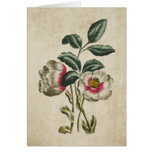 Vintage Botanical Blommigt Hellebore Illustration Hälsningskort