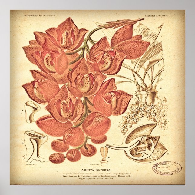 Vintage Botanical Canvas. Poster (Framsidan)