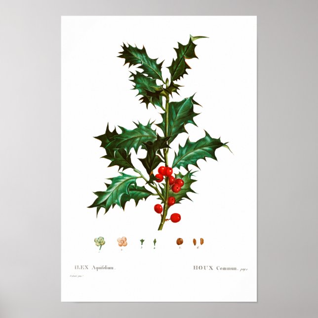 VINTAGE BOTANICAL COMMON HOLLY POSTER (Framsidan)