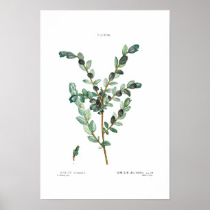 VINTAGE BOTANICAL ’CREEPING WILLOW’ REDOUTÉ POSTER