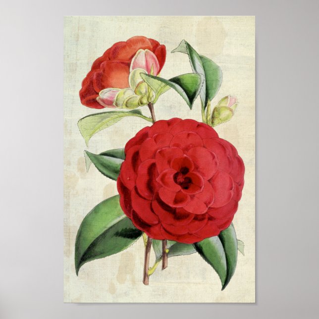 Vintage Botanical Crimson Camellia Poster (Framsidan)