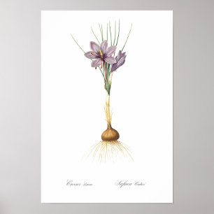 VINTAGE BOTANICAL ’CROCUS’ REDOUTÉ POSTER