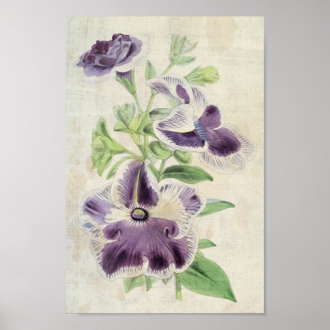 Vintage Botanical Eclipse & Annie Kien Petunias Poster (Framsidan)