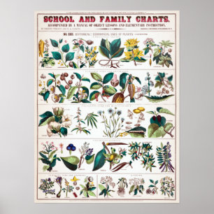 Vintage Botanical Educational Chart Poster