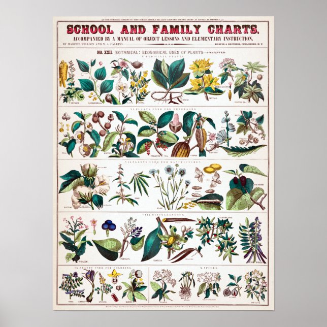Vintage Botanical Educational Chart Poster (Framsidan)