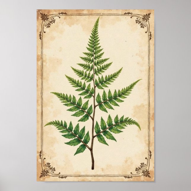 Vintage Botanical Fern Study Art Poster (Framsidan)