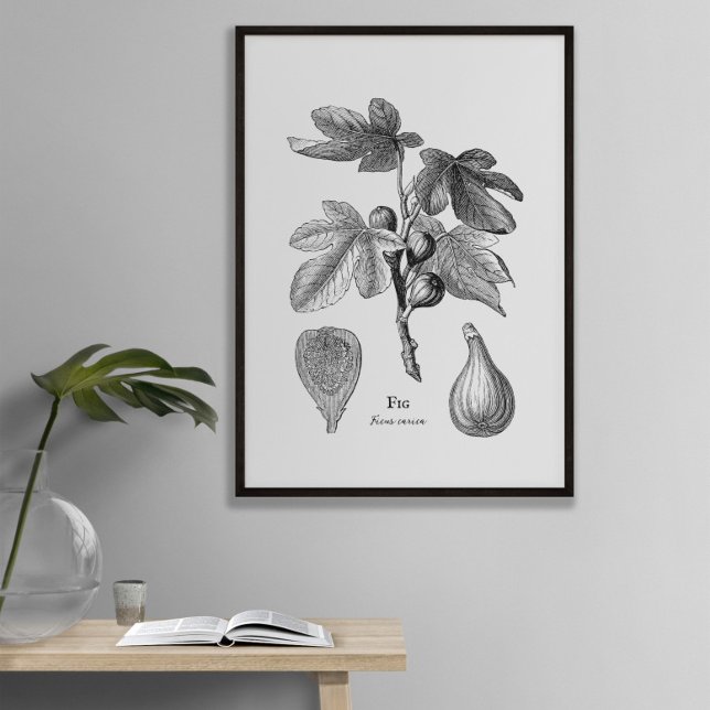 Vintage Botanical Fig Illustration Poster (Skapare uppladdad)