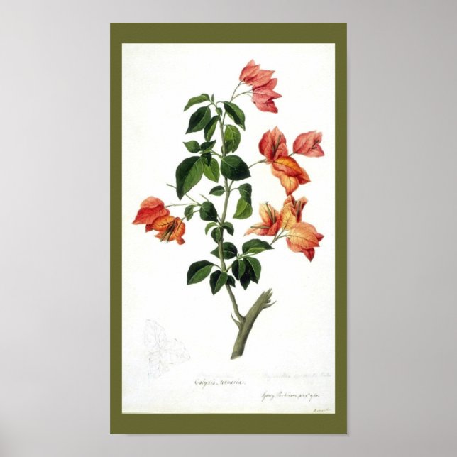 Vintage Botanical-Flower-Bouganville Poster (Framsidan)