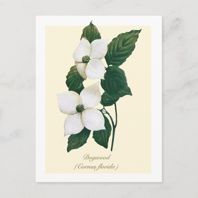 Vintage Botanical Flowering Dogwood  Vykort (Framsida)