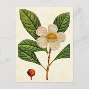 Vintage Botanical Franklini a Träd Illustration Vykort