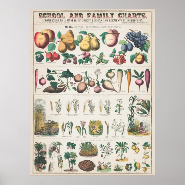 Vintage Botanical Fruits Education Poster (Framsidan)