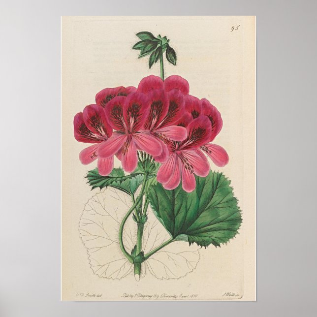 VINTAGE BOTANICAL GERANIUM PRINT POSTER (Framsidan)