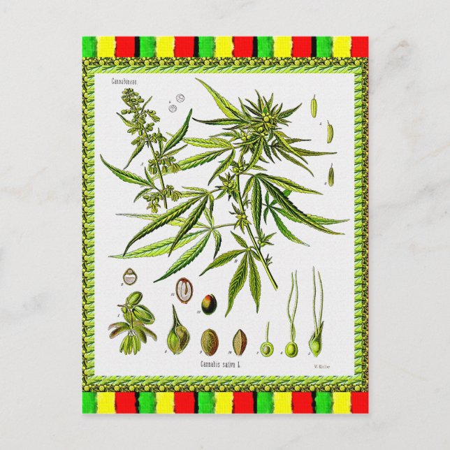 Vintage Botanical Illustration, 1897 - A ogräs Vykort (Framsida)