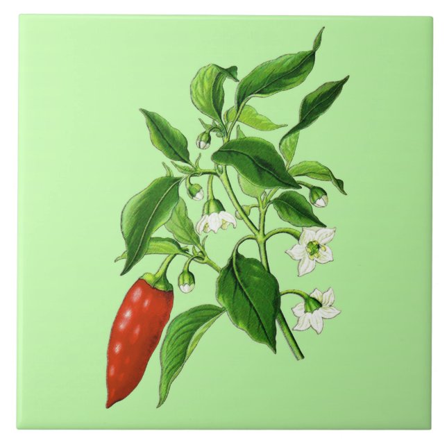 Vintage Botanical Illustration, Chili Pepper Kakelplatta (Framsidan)
