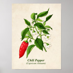 Vintage Botanical Illustration, Chili Pepper Poster