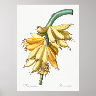 Vintage Botanical Illustration Poster