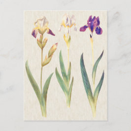 Vintage Botanical Iris Illustration Vykort