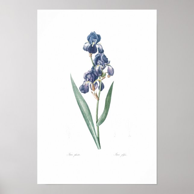 VINTAGE BOTANICAL "IRIS" REDOUTÉ POSTER (Framsidan)