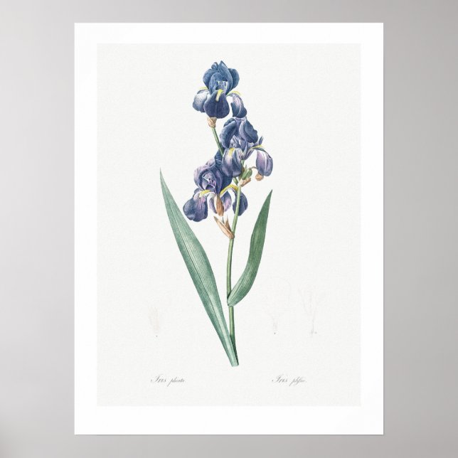 VINTAGE BOTANICAL "IRIS" REDOUTÉ POSTER (Framsidan)