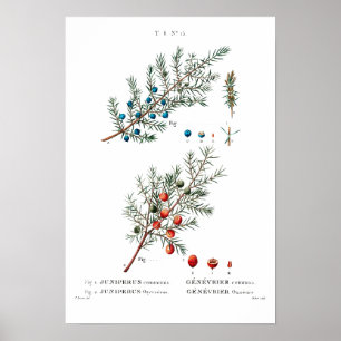 VINTAGE BOTANICAL ’JUNIPER’ REDOUTÉ POSTER